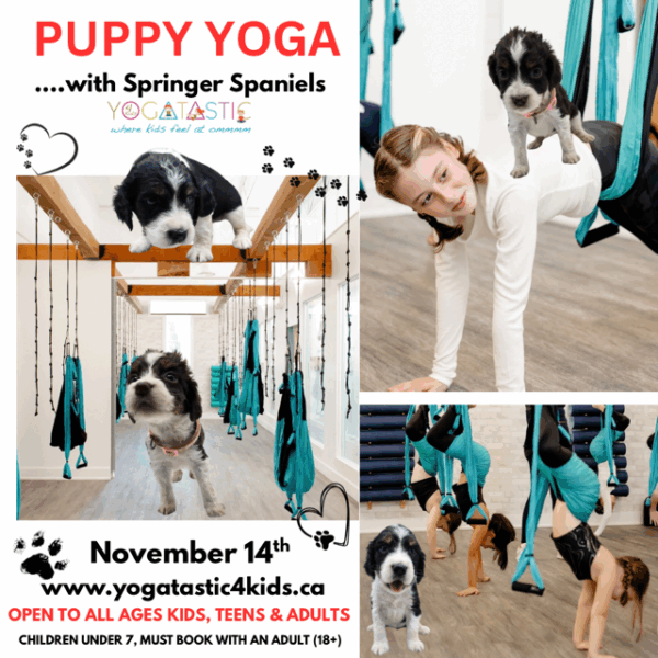 Springer Spaniel Puppy Yoga - Open Ages - Nov. 14th 6:20pm-7:20pm