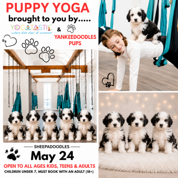 Sheepadoodle Puppy Yoga - Open Ages - May 24th, 10:30am-11:30am (session 1)