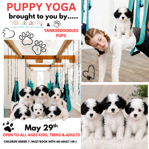 Sheepadoodle Puppy Yoga - Open Ages - May 29th, 4:00pm-5:00pm (session 1)